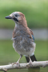 European Jay Garrulus glandarius sitting on a branch