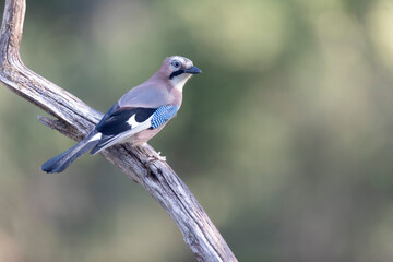 European Jay Garrulus glandarius sitting on a branch