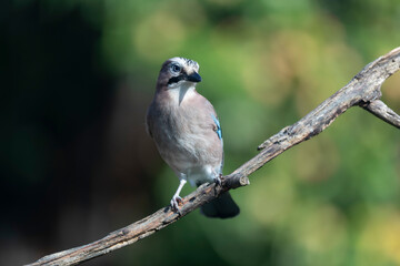 European Jay Garrulus glandarius sitting on a branch