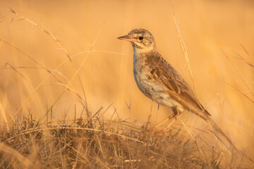 Tawny pipit (Anthus campestris), with beautiful yellow coloured background. Colorful song bird with yellow feather sitting on the bush on the meadow. Wildlife scene from nature, Croatia