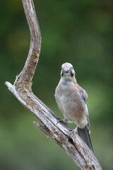 European Jay Garrulus glandarius sitting on a branch