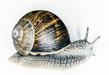 Weinbergschnecke