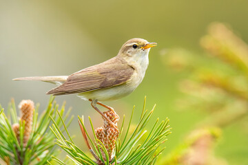 Willow warbler (Phylloscopus trochilus), with beautiful green background. Colorful songbird with yellow feather sitting on the branch in the mountains. Wildlife scene from nature, Czech Republic