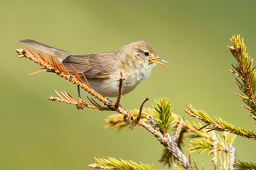 Willow warbler (Phylloscopus trochilus), with beautiful green background. Colorful songbird with yellow feather sitting on the branch in the mountains. Wildlife scene from nature, Czech Republic