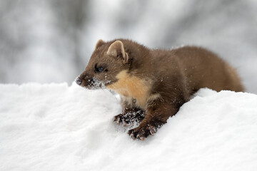 Marten playing in the fresh snow.