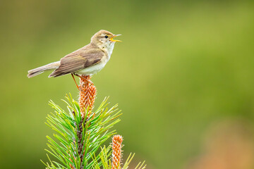 Willow warbler (Phylloscopus trochilus), with beautiful green background. Colorful songbird with yellow feather sitting on the branch in the mountains. Wildlife scene from nature, Czech Republic