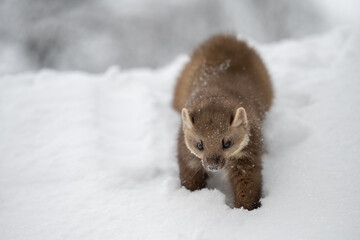 Marten playing in the fresh snow.