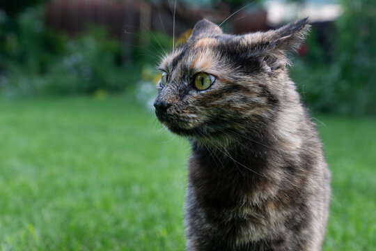 Surprised cat with wide opened eyes on green natural grass background, copy space for text. Expression of animal emotions.