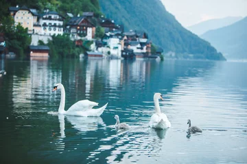 Foto op Aluminium swans family in lake water close up © phpetrunina14