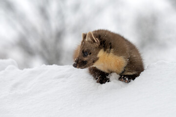 Obraz premium Marten playing in the fresh snow.
