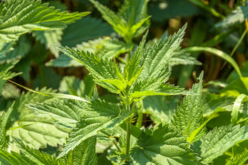 A stinging nettle plant close up