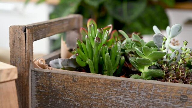 Auswahl verschiedener Sukkulenten und Echveria in einer Holzkiste mit Werkzeug und Blumenerde auf einem Arbeitstisch, Hobby Zimmerpflanzen