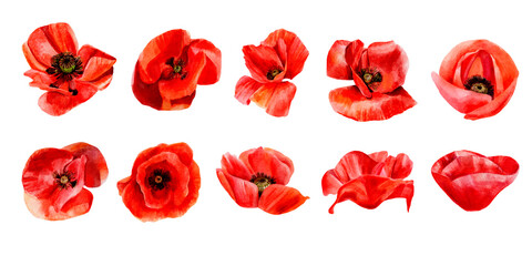 set of red and white poppies isolated