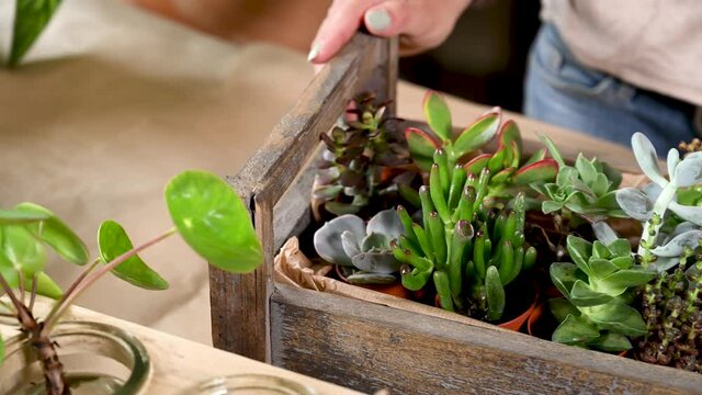 Frau stellt Holzkiste mit verschiedenen Sukkulenten und Echeveria auf einen Tisch