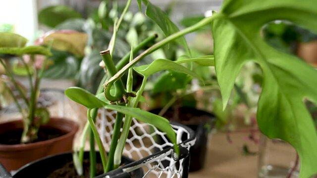 Verschiedene Zimmerpflanzen, Monstera Minima, Pilea, Efeutute, Syngonium, Peperomia, Jungpflanzen, Ableger in Glas und Blumentopf