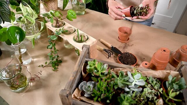 Junge Frau pflanzt eine Sukkulente in einen Tontopf, Hobby Zimmerpflanzen pflegen, Urban Jungle