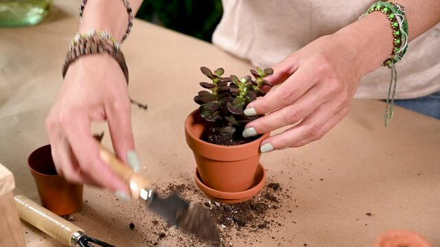 Junge Frau pflanzt eine Sukkulente in einen Tontopf, Hobby Zimmerpflanzen pflegen, Urban Jungle