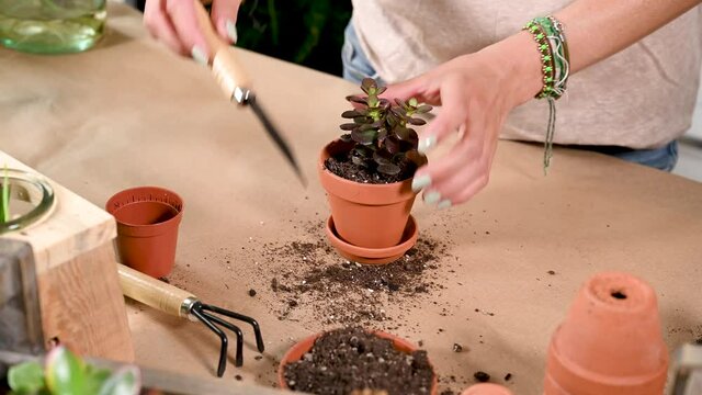 Junge Frau pflanzt eine Sukkulente in einen Tontopf, Hobby Zimmerpflanzen pflegen, Urban Jungle
