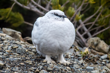 ライチョウ(雷鳥)