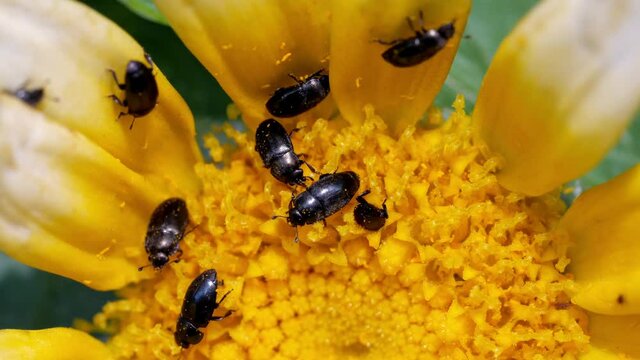 Pflanzensch&auml;dling Rapsglanzk&auml;fer &ndash; Brassicogethes &ndash; auf einer gelben Bl&uuml;te