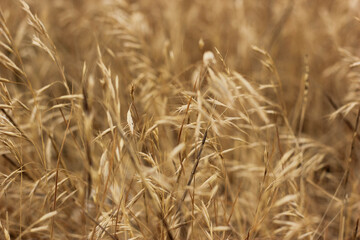 golden wheat field in summer