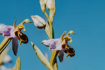 Fototapete Bee orchid wild flower, ophrys apifera © Anders93