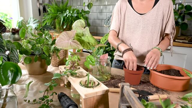 Junge Frau topft Pflanze ein am Arbeitstisch, Zimmerpflanze Syngonium Red Heart eintopfen