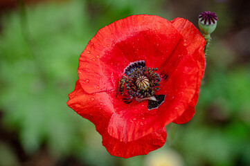 After the rain, hoverfly collecting pollen from wild poppy flowers