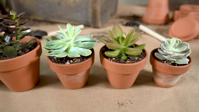 Sukkulenten im Tontopf aufgereiht , Zimmerpflanzen Echeveria in Terra Cotta Topf 