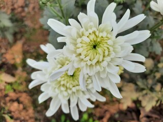 white chrysanthemum flower