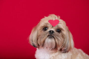 Fotografia de pet cachorros em estudio fotografico