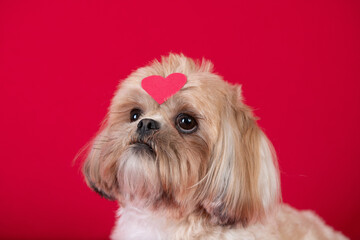 Fotografia de pet cachorros em estudio fotografico