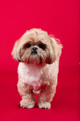 Fotografia de pet cachorros em estudio fotografico