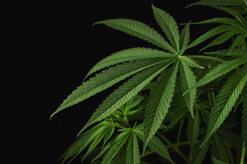 Naklejka na ściany i meble Marijuana leaves, cannabis on a dark background, beautiful background, indoor cultivation. With copy space. Banner