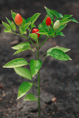 Red and green peppers grow on bush close-up
