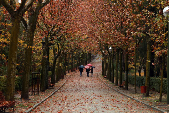 Otoño En Parque De La Ciudad Con Paseantes