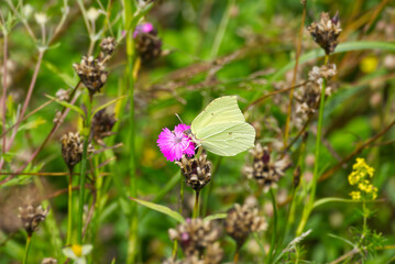 Common brimstone butterfly (Gonepteryx rhamni) perched on pink flower in Zurich, Switzerland