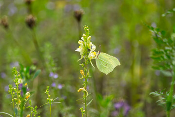 Common brimstone butterfly (Gonepteryx rhamni) perched on yellow flower in Zurich, Switzerland