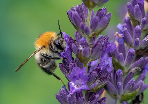 insecte butineur sur lavande