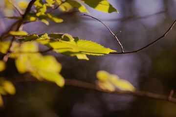 autumn leaves on a tree