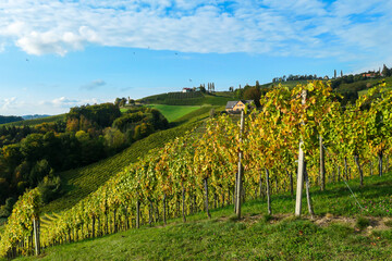 A lush wine region in South Styria, Austria. The wine plantations are stretching over a vast territory, over the many hills. There grapes are already ripening. Wine region. A bit of overcast.