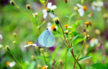butterfly on a flower