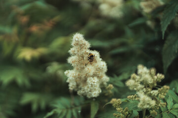 Big beautiful bumblebee pollinates a flower