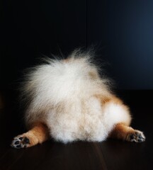 Emotions of dogs. Resentment. The dog was offended and turned away. Young pomeranian spitz back...