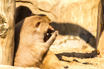 a baboon sits against a tree © Paulina