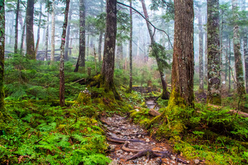 北アルプス　蝶ヶ岳・登山道