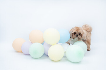 Fotografia pet - Shitsu em estudio fotografico a Two Clicks Fotografia
