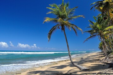 Obraz na płótnie Canvas Palm tree on the beach