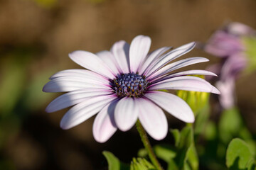 Obraz premium Daisy in the garden