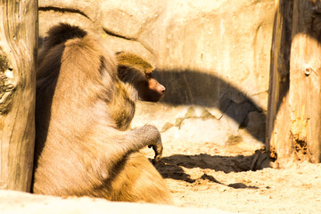 two baboons are sitting leaning against a tree © Paulina